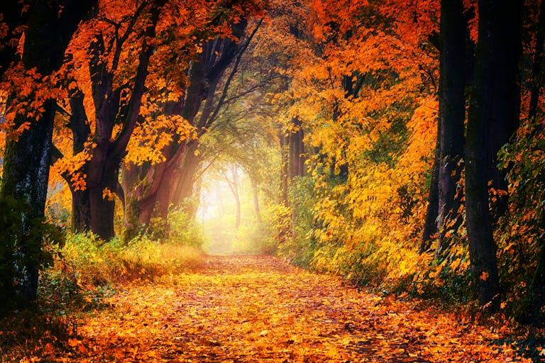 A scenic autumn pathway surrounded by vibrant fall foliage, creating a tunnel of colorful leaves.