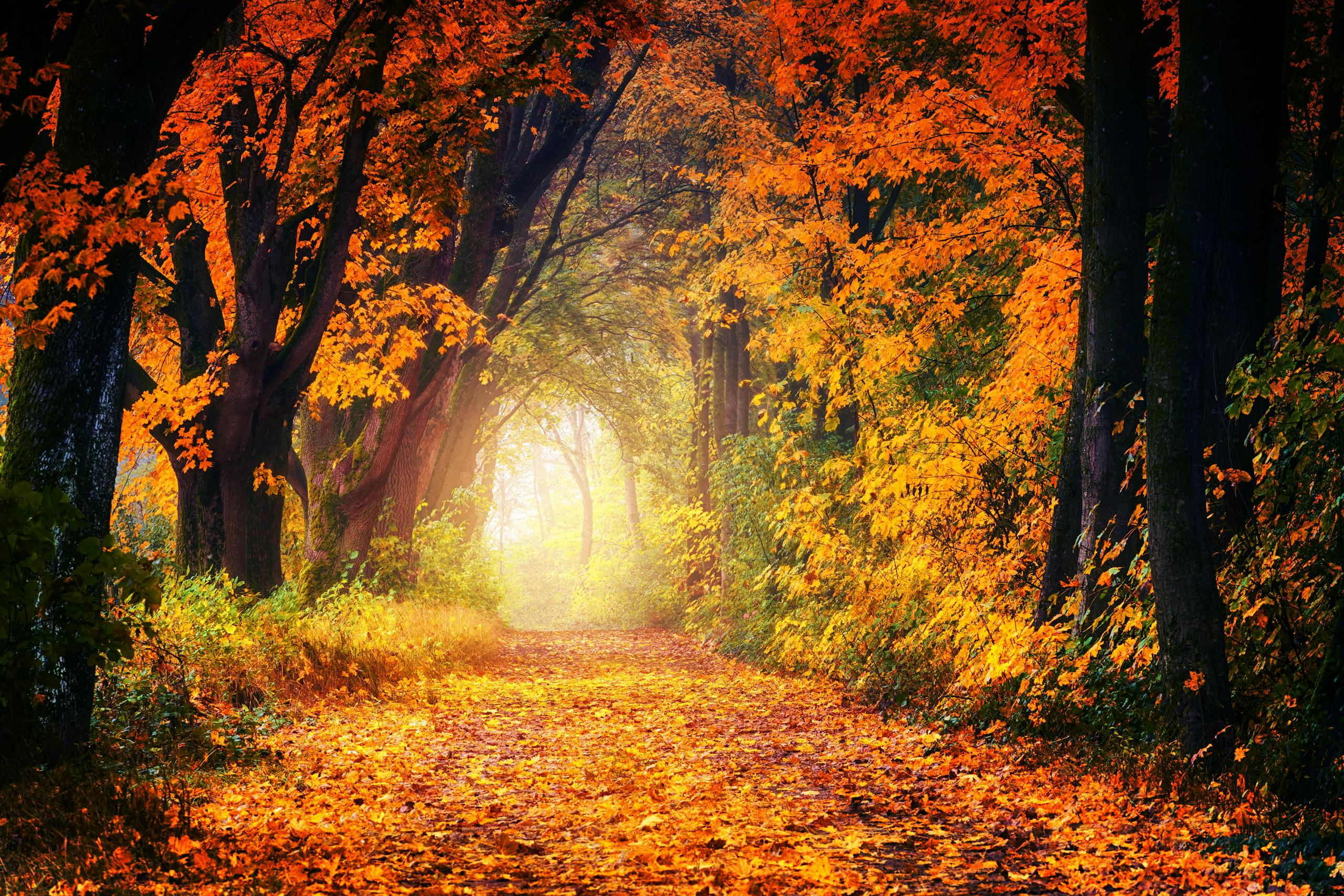 A scenic autumn pathway surrounded by vibrant fall foliage, creating a tunnel of colorful leaves.